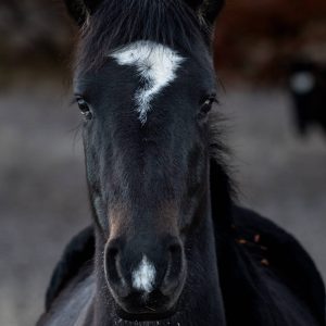 Sopresa, chilean purebred yearling, free untamed mare